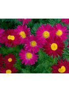 Rózsaszínű margitvirág / TANACETUM coccineum 'Robinson Red'