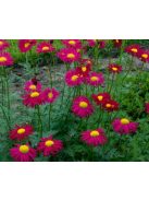 Rózsaszínű margitvirág / TANACETUM coccineum 'Robinson Red'