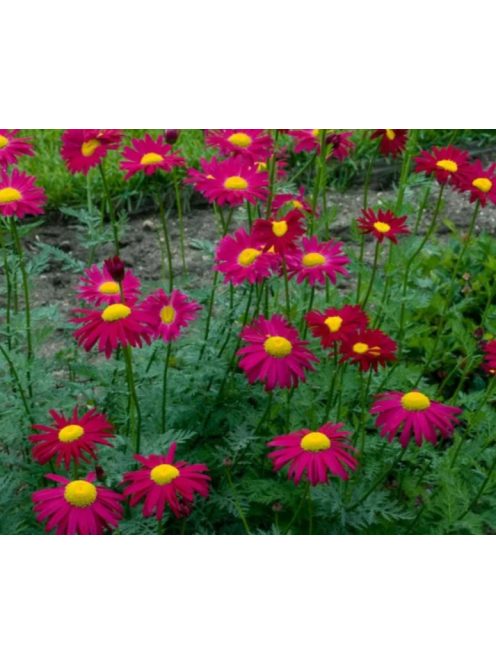 Rózsaszínű margitvirág / TANACETUM coccineum 'Robinson Red'