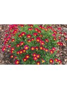 Rózsaszínű margitvirág / TANACETUM coccineum 'Robinson Red'
