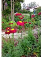 Rózsaszínű margitvirág / TANACETUM coccineum 'Robinson Red'