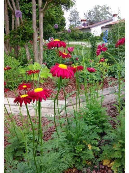 Rózsaszínű margitvirág / TANACETUM coccineum 'Robinson Red'