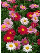 Rózsaszínű margitvirág / TANACETUM coccineum 'Super Duplex'