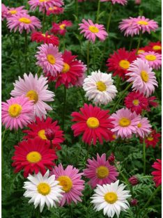   Rózsaszínű margitvirág / TANACETUM coccineum 'Super Duplex'