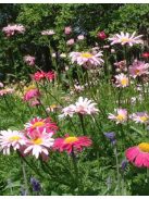 Rózsaszínű margitvirág / TANACETUM coccineum 'Super Duplex'