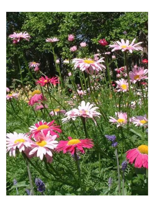 Rózsaszínű margitvirág / TANACETUM coccineum 'Super Duplex'