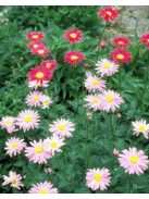 Rózsaszínű margitvirág / TANACETUM coccineum 'Super Duplex'