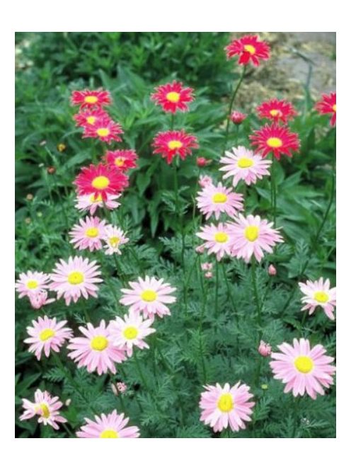 Rózsaszínű margitvirág / TANACETUM coccineum 'Super Duplex'