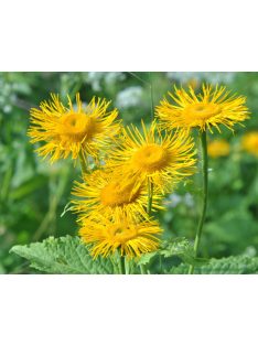 Pompás Teleki-virág / TELEKIA speciosa