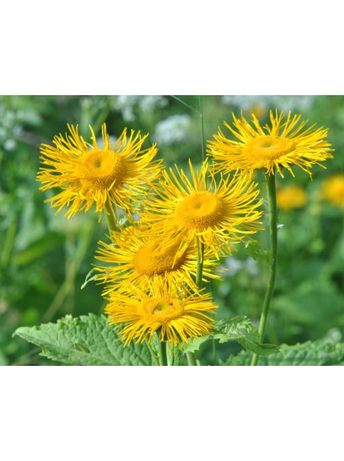 Pompás Teleki-virág / TELEKIA speciosa