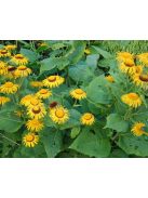 Pompás Teleki-virág / TELEKIA speciosa