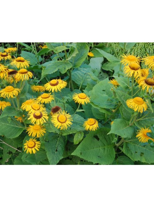 Pompás Teleki-virág / TELEKIA speciosa