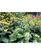 Pompás Teleki-virág / TELEKIA speciosa