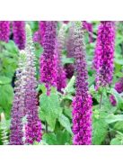 Kaukázus gamandor / TEUCRIUM hircanicum