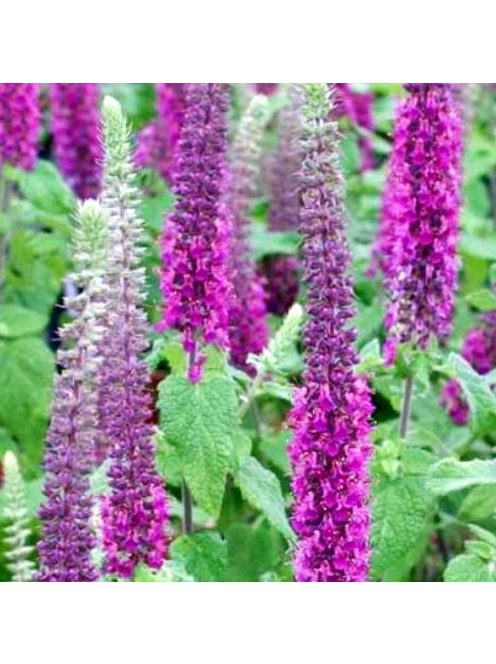 Kaukázus gamandor / TEUCRIUM hircanicum