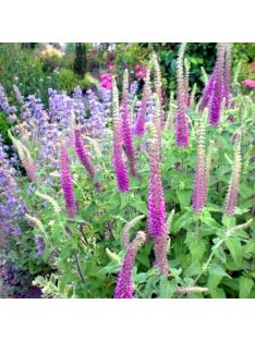 Kaukázus gamandor / TEUCRIUM hircanicum