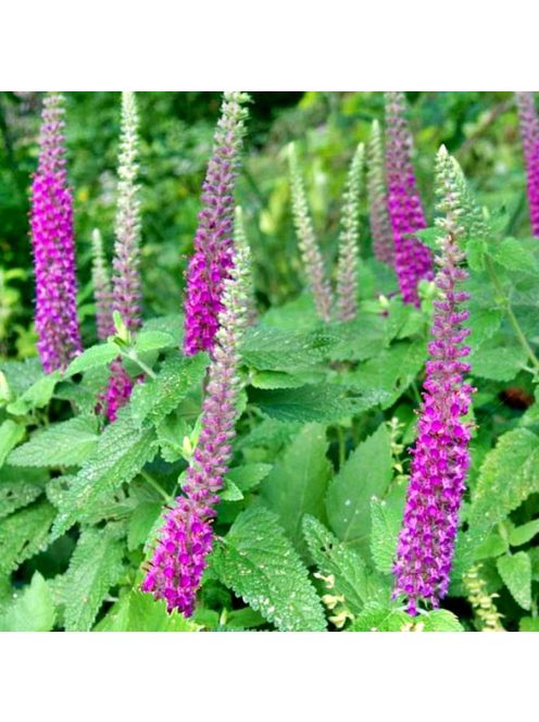 Kaukázus gamandor / TEUCRIUM hircanicum