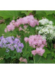 Erdei borkóró / THALICTRUM aquilegiifolium