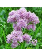 Erdei borkóró / THALICTRUM aquilegiifolium