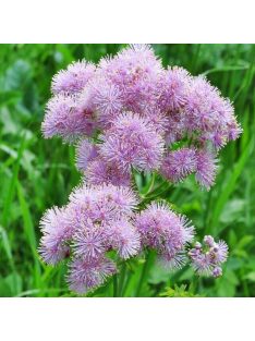 Erdei borkóró / THALICTRUM aquilegiifolium