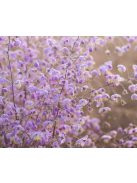 Szárnyastermésű borkóró / THALICTRUM delavayi