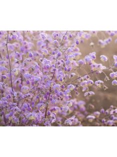 Szárnyastermésű borkóró / THALICTRUM delavayi