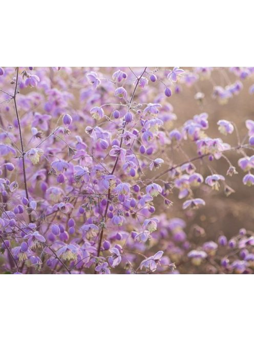 Szárnyastermésű borkóró / THALICTRUM delavayi