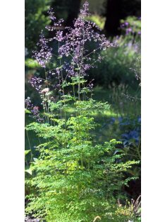 Szárnyastermésű borkóró / THALICTRUM delavayi