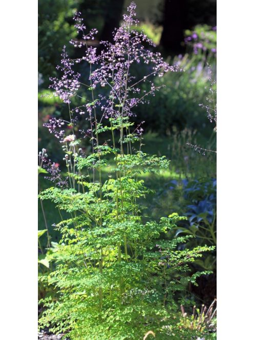 Szárnyastermésű borkóró / THALICTRUM delavayi