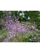 Szárnyastermésű borkóró / THALICTRUM delavayi