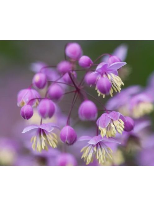 Szárnyastermésű borkóró / THALICTRUM delavayi