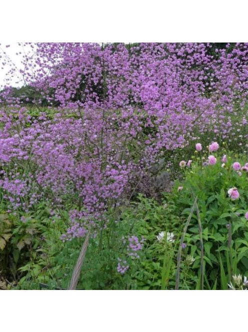 Szárnyastermésű borkóró / THALICTRUM delavayi