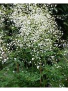 Szárnyastermésű borkóró, fehér / THALICTRUM delavayi 'Album'