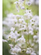 Szárnyastermésű borkóró, fehér / THALICTRUM delavayi 'Album'