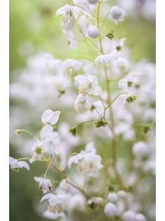   Szárnyastermésű borkóró, fehér / THALICTRUM delavayi 'Album'