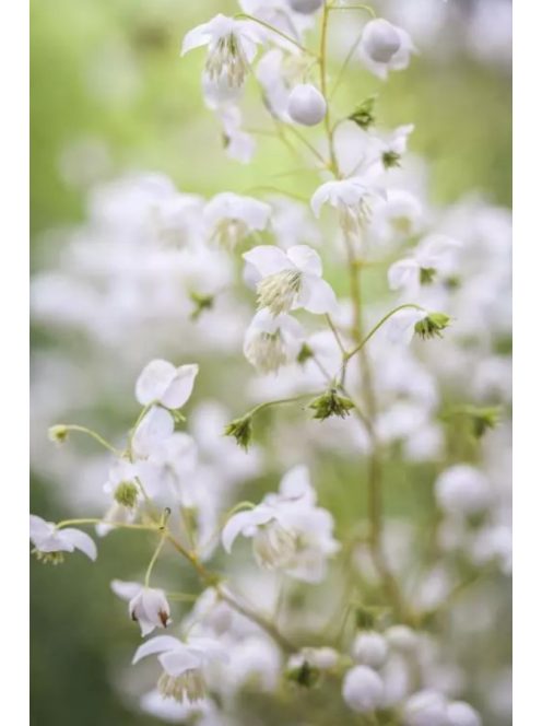 Szárnyastermésű borkóró, fehér / THALICTRUM delavayi 'Album'
