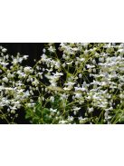 Szárnyastermésű borkóró, fehér / THALICTRUM delavayi 'Album'