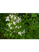 Szárnyastermésű borkóró, fehér / THALICTRUM delavayi 'Album'