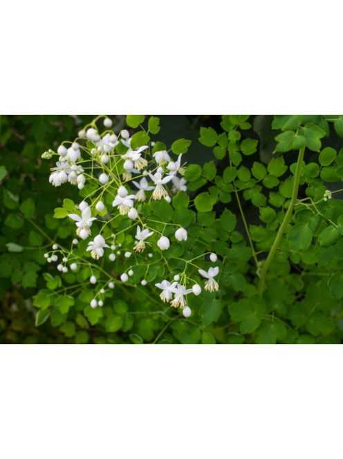Szárnyastermésű borkóró, fehér / THALICTRUM delavayi 'Album'