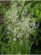 Szárnyastermésű borkóró, fehér / THALICTRUM delavayi 'Album'