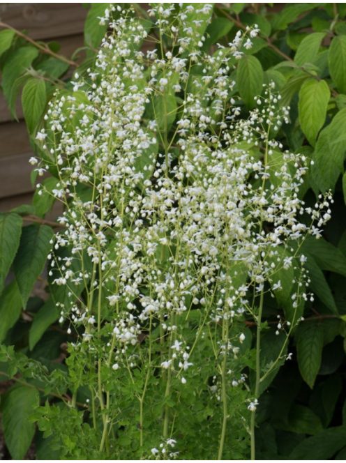 Szárnyastermésű borkóró, fehér / THALICTRUM delavayi 'Album'