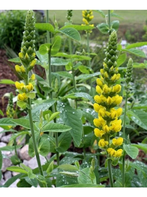THERMOPSIS villosa