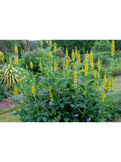 THERMOPSIS villosa