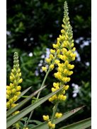 THERMOPSIS villosa