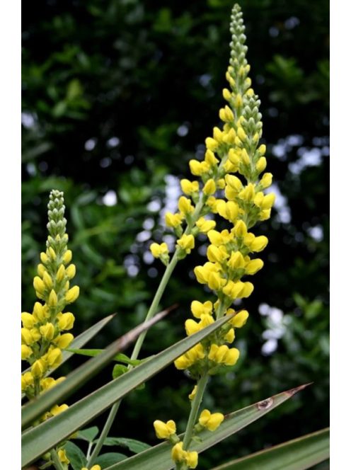 THERMOPSIS villosa