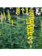 THERMOPSIS villosa