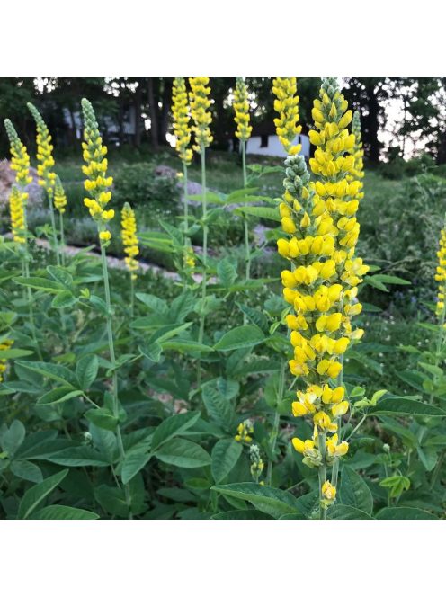 THERMOPSIS villosa