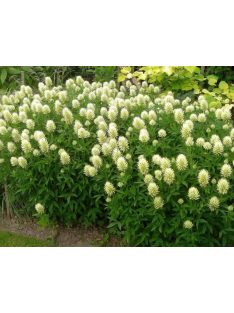 Vajszínű here / TRIFOLIUM ochroleucum