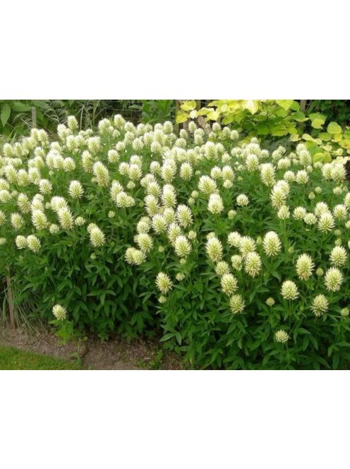 Vajszínű here / TRIFOLIUM ochroleucum
