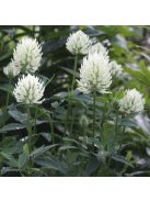 Vajszínű here / TRIFOLIUM ochroleucum